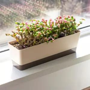 창가 화분 직사각 가로 긴 사각 직사각형 길쭉한 화분 다육이 가벼운