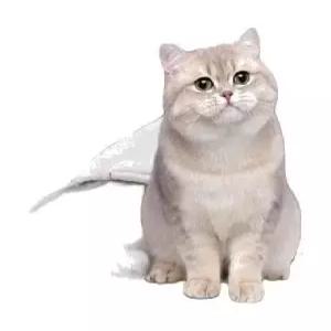 태양열 20W 회색(60x30cm) 야외 하우스 난방 강아지 6A 개집 전기장판