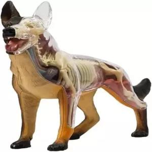 분리 가능한 생물학 해부학적 모델을 갖춘 4D 개 동물 교육 시연 및 수의학 위한 부품 HAODING