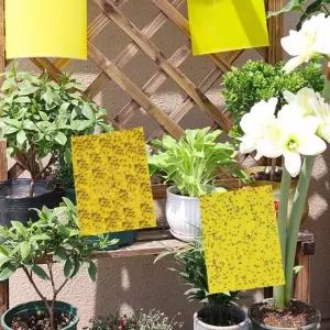 원예 사각 트랩 벌레 끈끈이 1봉지(50개) 뿌리 파리 파리왕 퇴치 초파리 노란