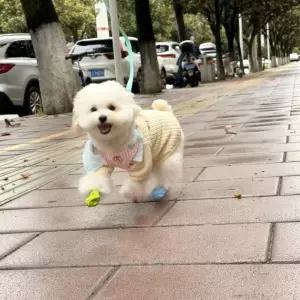 강아지 신발 산책용 양말 따뜻한 치와와용 야외용 양말형