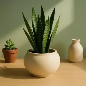 토분 샌드화이트 볼 대형 18x15cm 식물 화분