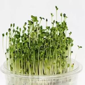 새싹채소 키우기 세트 원예 식물 체험 학습용