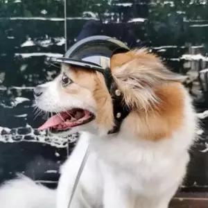 [반려] 헬멧 PET 드라이브 강아지 고양이 머리보호 모자