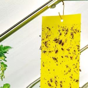 방제 파리트랩 파리 해충 끈끈이 사각 트랩 방제 소 10매 DD-11147