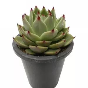 실내 식물 블루드레곤 랜덤발송 15cm 다육이 화초 인테리어 인테리어용