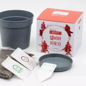 학교용품 맨드라미 키우기 씨앗봉투 식물기르기 씨앗키우기