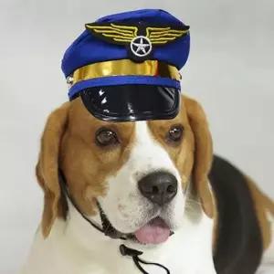 [반려] 강아지 모자 아메리칸포스트 애견악세사리 애견인선물