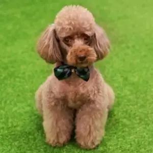 [반려] 강아지 스카프 보타이 애견 넥타이 액세서리