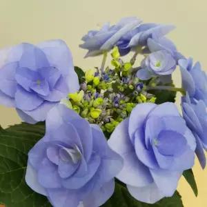 [소나무길](블루장미수국) 연한 퍼플색감의  봄의여왕  장미수국  095 화원 농원