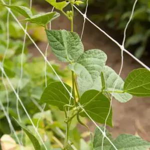 절화망 10m 고추유인망 고추재배망 그물망 화훼네트 블루베리망 오이그물망 줄기망 호박방