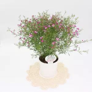 피나타라벤더 특A급 12센치포트 보로니아 봄꽃 핑크색꽃 실내공기정화식물 반려식물