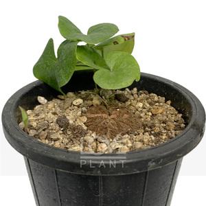 구갑룡 다육이 선인장 다육식물 플랜테리어 식물키우기 미니 화분