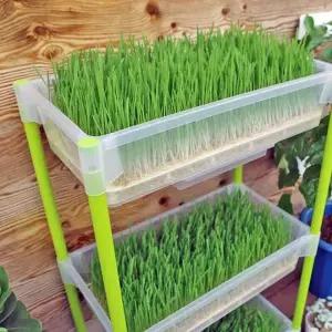 [텐바이텐]새싹보리재배기 보리새싹키우기 수경재배