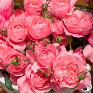 스탠다드장미 스윗위스퍼 포트묘 외목대 사계장미 향기 접목 조경수 묘목