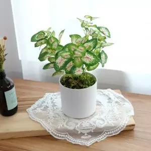 [텐바이텐]마마스 플렌트 칼라디움 조화