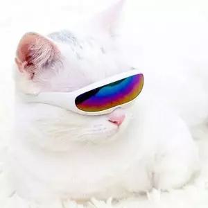 강아지 미래 썬글라스 블루 1P 도글라스 반려견 소품