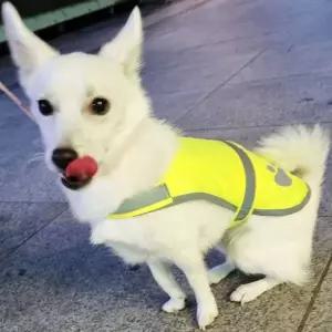 반려견 반사 조끼 M 형광조끼 야간 랜덤색상 강아지