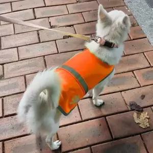 야간 L 반사 조끼 강아지 형광조끼 반려견 랜덤색상