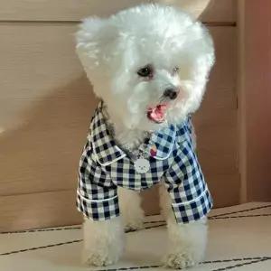 롤업 체크 파자마 잠옷 홈웨어 강아지옷 반려견 옷 애견 강아지패딩