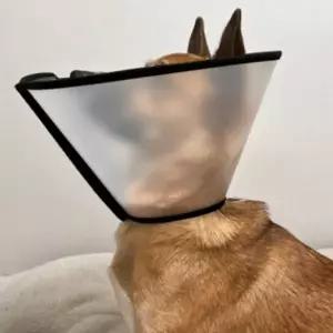 강아지 넥카라 미용 치료 대형견 반투명 깔대기 1호