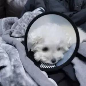 [RIZPICK]7호 찍찍이 강아지 둘레 17m 고양이 넥카라 깔대기 목