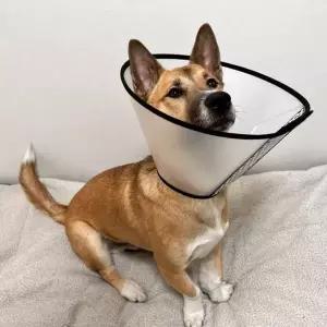 [RIZPICK]반투명 강아지 넥카라 깔대기 특대