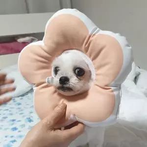[RIZPICK]꽃피는 강아지 고양이 쿠션 넥카라 핑크 M