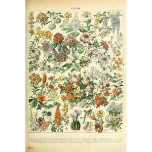 플라워스 플뢰어스 코티지코어 룸 데코 장미꽃 식물 차트 북플레이트 레트로 자연 빈티지 에스테틱 인디 과학 교육 기숙사 침실 쿨 월 아트 프린트 포스터 24x36