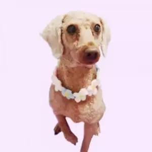 [반려] 강아지 고양이 목걸이 반려동물 액세서리 꽃
