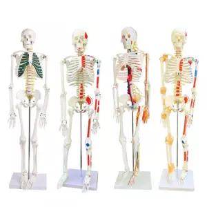 해부학 해골 표본 머리뼈 골격 해부 분리 모형 교육