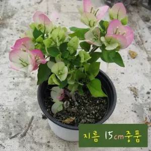 부겐베리아 핑크엔젤 (화이트핑크) 지름 15cm 중품화분 (좋은흙만 사용한 건강한식물)
