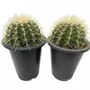 실내 식물 1+1 금호 씨앗으로 키운 선인장 24cm 으로키운 기르기 키우기 재배 원예