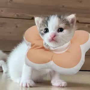 강아지 꽃피는 고양이 쿠션 넥카라 핑크 S