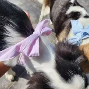 [반려] 강아지 여름 쿨스카프 무더위 시원한 아이스 스카프