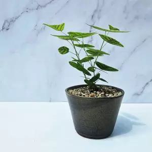 이랑도자기 나비플랜트화분 - 제비꼬리 나비화분  행잉플랜트 관엽식물