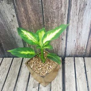 이랑 도자기 마리안느 - 실내 인테리어화분 공기정화력좋은