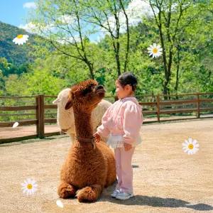 [홍천] 알파카월드 입장권(9/1~)/양떼목장/동물원/체험/가볼만한곳/데이트/동물원/강원도/아이랑/여행/관광