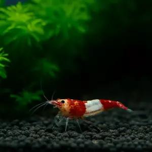 레드릴리 새우 10마리