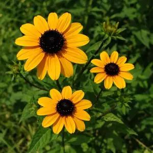 루드베키아 모종5개 (블랙잭골드) 다년생, 노지월동, 야생화