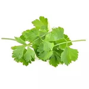 원예 씨앗 세발나물 종자 겨울나물 고수 향신료고수 300립