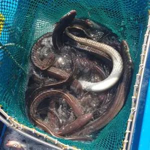 국내산 자포니카 민물장어3미(손질후 750g 내외)