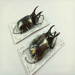 칼코소마 아틀라스 CAK(딱정벌레 종) 표본, 인도네시아산.