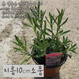 잉글리쉬 라벤더 (트루라벤더모종 노지월동) 지름 10cm 소품화분