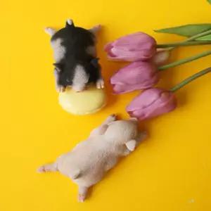 자석 미니어쳐 미니어처 마그넷 돼지 동물 냉장고 귀여운 1P [m91A12C]