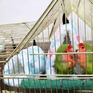 펫베드 하트둥지 앵무새 포치 소 강아지집 개집 애견텐트 대형견집