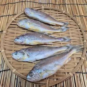 (여수동동식품) 국내산 참조기 20cm 80g내외 5미