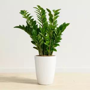 이지플라워 공기정화식물 금전수 2호 개업 사무실이전 전시회 축하 인테리어 화분 꽃배달