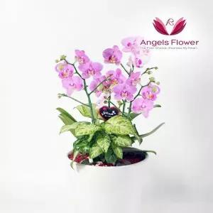엔젤스플라워 핑크 호접란 고급형 서양란 관엽식물 전국 꽃배달서비스