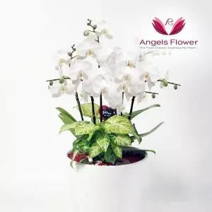 엔젤스플라워 화이트 호접란 특고급형 서양란 관엽식물 전국 꽃배달서비스